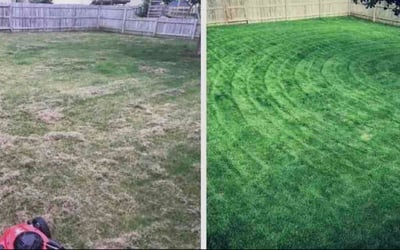 Photo of Ximena B.'s yard after getting lawn care in Austin, TX