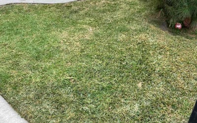 Photo of Ferrell M.'s yard after getting lawn care in Montebello, CA