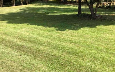 Photo of Williams W.'s yard after getting lawn care in Ellenwood, GA