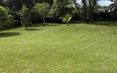Photo of Mark R.'s yard after getting lawn care in Crosby, TX