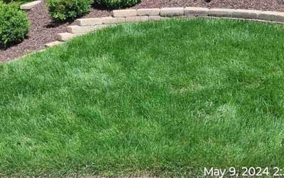 Photo of Ron B.'s yard after getting lawn care in Scranton, PA