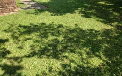Photo of John L.'s yard after getting lawn care in Lithonia, GA