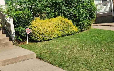 Photo of Curtis S.'s yard after getting lawn care in Fillmore, CA