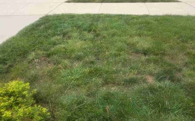Photo of Dominic S.'s yard after getting lawn care in Eastlake, OH