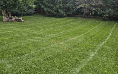 Photo of Alisha V.'s yard after getting lawn care in Lakewood, CA