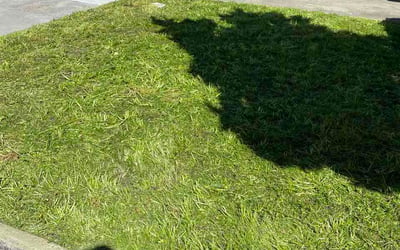 Photo of Adam D.'s yard after getting lawn care in Monroeville, PA
