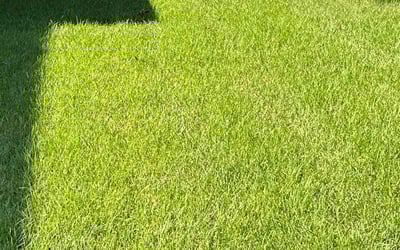 Photo of Wayne D.'s yard after getting lawn care in Canton, MA