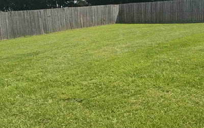 Photo of Felicia W.'s yard after getting lawn care in Mustang, OK
