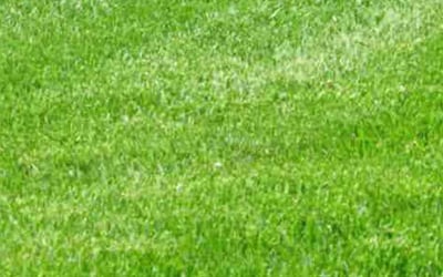 Photo of Mark A.'s yard after getting lawn care in New Milford, CT