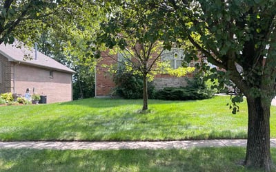 Photo of Vickie H.'s yard after getting lawn care in Centerville, OH