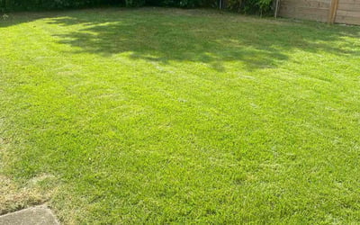Photo of Maurice M.'s yard after getting lawn care in Philadelphia, PA