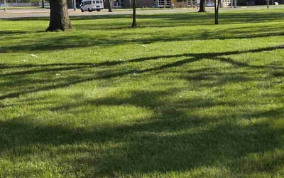 Photo of Julian P.'s yard after getting lawn care in Mastic, NY