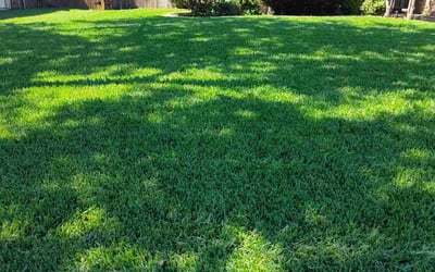 Photo of Daniel P.'s yard after getting lawn care in Bedford, TX
