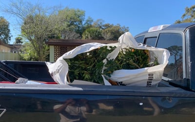 Photo of Mark S.'s yard after getting tree care in Fort Lauderdale, FL