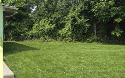 Photo of Katherine B.'s yard after getting lawn care in Auburn, WA