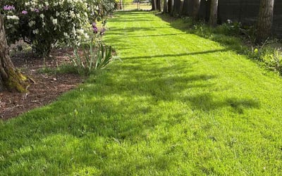 Photo of Kathleen B.'s yard after getting lawn care in Lewisville, TX