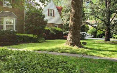 Photo of Elias Z.'s yard after getting lawn care in Elkins Park, PA