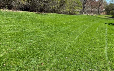 Photo of Ernest J.'s yard after getting tree care in Chaska, MN