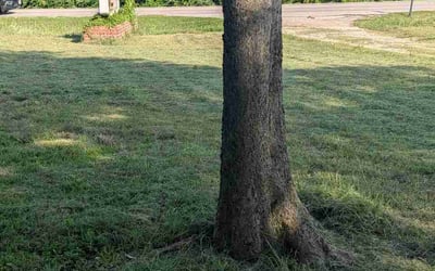 Photo of Joe T.'s yard after getting lawn care in Rockville Centre, NY