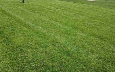 Photo of Merrilee S.'s yard after getting lawn care in Galloway, OH