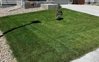 Photo of Edward B.'s yard after getting lawn care in Black Forest, CO