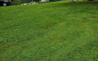 Photo of Alex C.'s yard after getting lawn care in York, SC