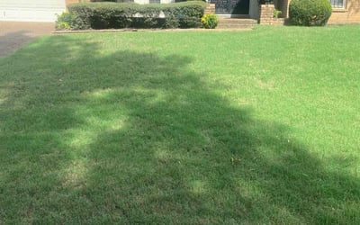 Photo of Lou C.'s yard after getting lawn care in Memphis, TN