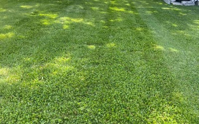 Photo of Joe H.'s yard after getting lawn care in Crystal Lake, IL