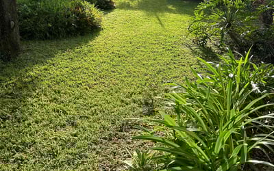 Photo of Jiselle P.'s yard after getting lawn care in Lady Lake, FL