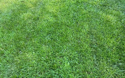 Photo of Louene A.'s yard after getting lawn care in Fountain Inn, SC