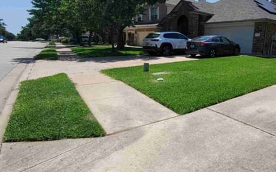 Photo of Patricia L.'s yard after getting lawn care in San Rafael, CA