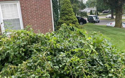Photo of R. F.'s yard after getting tree care in Fairfax, VA