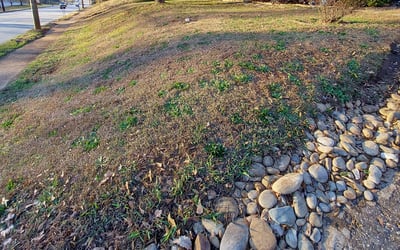 Photo of Portia B.'s yard after getting tree care in Albuquerque, NM