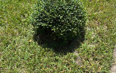 Photo of Mackenzie S.'s yard after getting lawn care in Anniston, AL