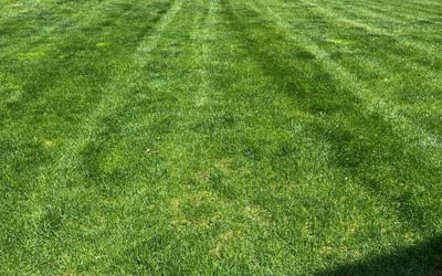 Photo of Delisa F.'s yard after getting lawn care in Norwich, CT