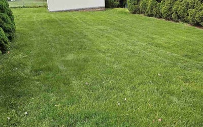 Photo of Ramona K.'s yard after getting lawn care in Clifton, NJ