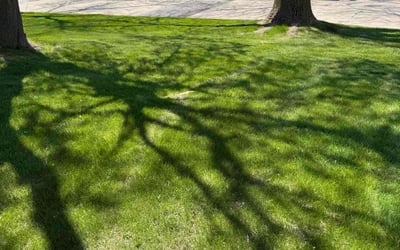 Photo of Hope N.'s yard after getting lawn care in Germantown, WI