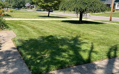 Photo of Casey S.'s yard after getting lawn care in Bakersfield, CA