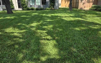 Photo of Keneisha E.'s yard after getting lawn care in Houston, TX
