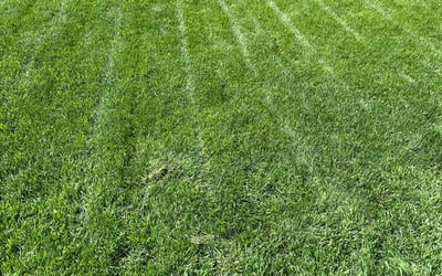 Photo of Robin C.'s yard after getting lawn care in Edmond, OK