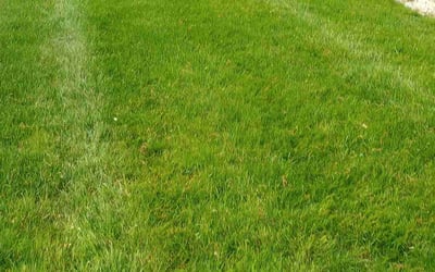 Photo of Crystal M.'s yard after getting lawn care in Kent, OH