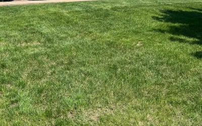 Photo of Todd B.'s yard after getting lawn care in Schaumburg, IL