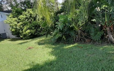 Photo of Jane E.'s yard after getting lawn care in Amherst, MA