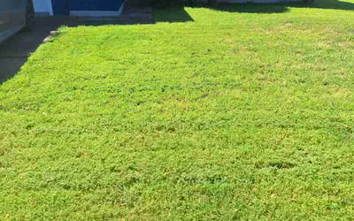 Photo of David W.'s yard after getting lawn care in Wenatchee, WA