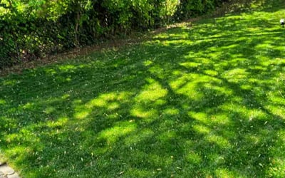 Photo of David G.'s yard after getting lawn care in Hazelwood, MO