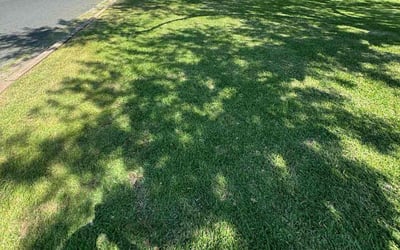 Photo of Guy M.'s yard after getting lawn care in Baton Rouge, LA