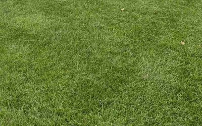 Photo of Malia P.'s yard after getting lawn care in Acworth, GA