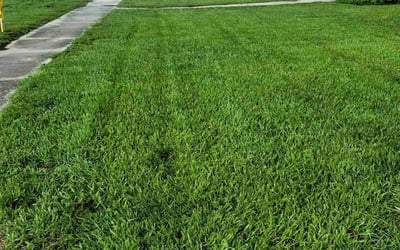 Photo of Michael N.'s yard after getting lawn care in Naples, FL
