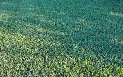 Photo of Kelly S.'s yard after getting tree care in Alvin, TX