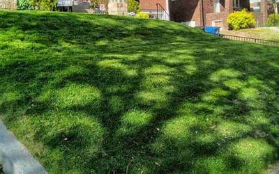 Photo of Jeff H.'s yard after getting lawn care in Troy, MO